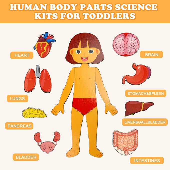 Wooden Body Puzzles for Kids, Toddler Montessori 14 Pieces Girl Anatomy Puzzle, Human Body Learning Toy with Internal Organs Early STEM Educational Toy for Boys and Girls Ages 3 4 5 6 Years Old