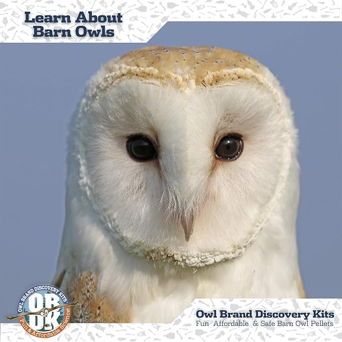 OBDK Barn Owl Pellets for Dissection - 1 Pack Jumbo Sized (2.0"-Larger) with Tools, Guide and Charts from Owl Brand Discovery Kits
