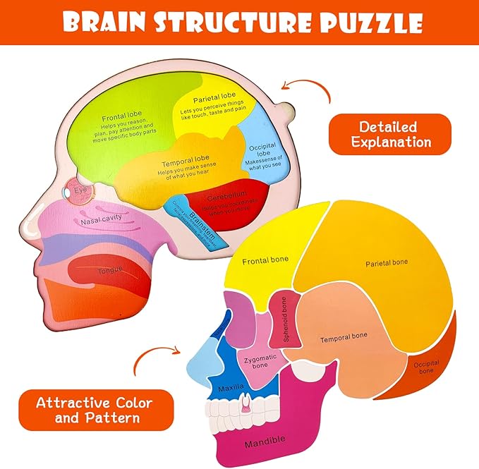 Wooden Brain Anatomy Puzzles for Kids, Toddler Montessori 16 Pieces Brain Structure Puzzle, 3-Layer Human Brain Parts Learning Early STEM Educational Toy for Boys and Girls Ages 3 4 5 6 Years Old