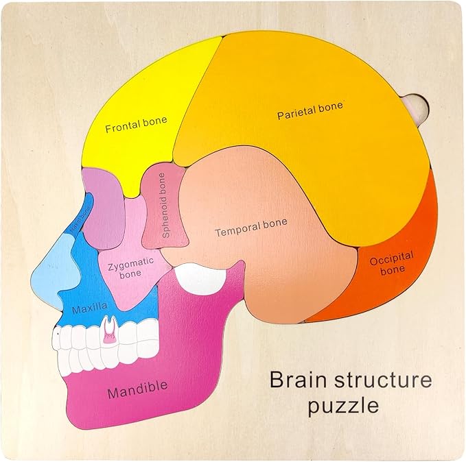 Wooden Brain Anatomy Puzzles for Kids, Toddler Montessori 16 Pieces Brain Structure Puzzle, 3-Layer Human Brain Parts Learning Early STEM Educational Toy for Boys and Girls Ages 3 4 5 6 Years Old